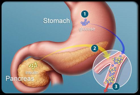 Insulin in Liver