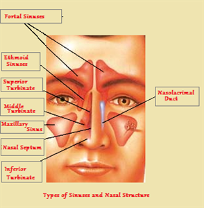 Sinuses and Nasal Structure